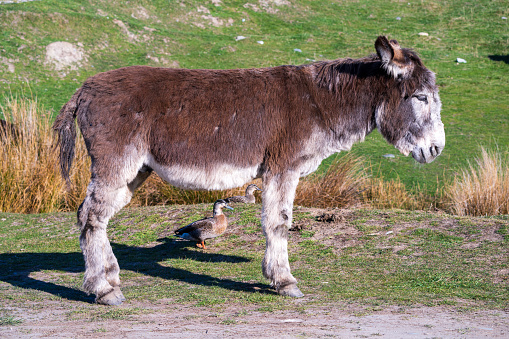 In a tranquil meadow, a grey donkey observes the environment while two ducks forage nearby, all set against a gentle hill backdrop.