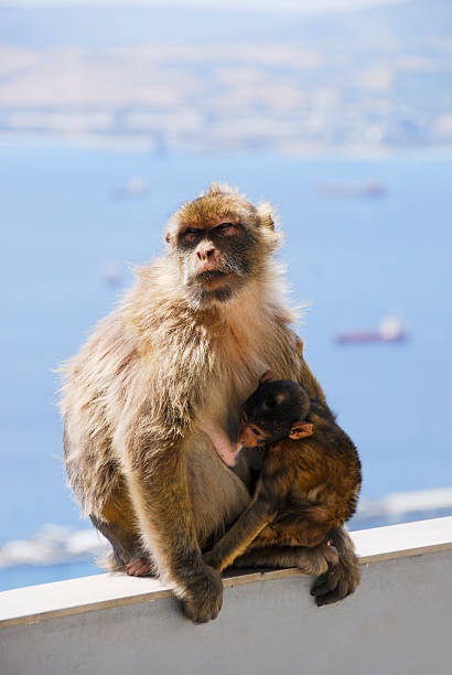 matka małpa człekokształtna z dziecka piersią na ścianie w gibraltarze: - animal ape monkey bonding zdjęcia i obrazy z banku zdjęć