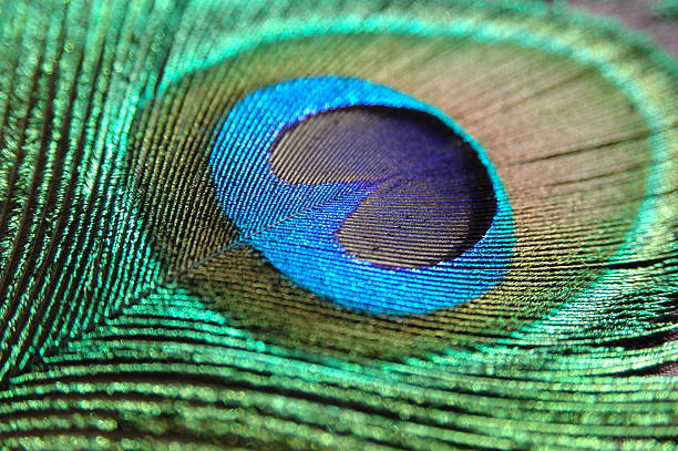 peacock feather stock photo