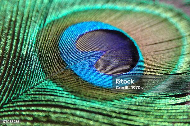 Peacock Feather Stock Photo - Download Image Now - Peacock Feather, Close-up, Peacock