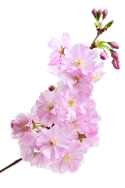 istock Pink cherry blossom (sakura flowers), isolated on white 177088367
