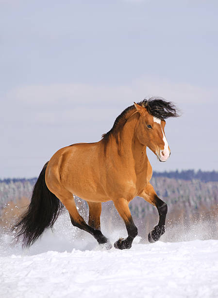 istock horse in winter 177088404