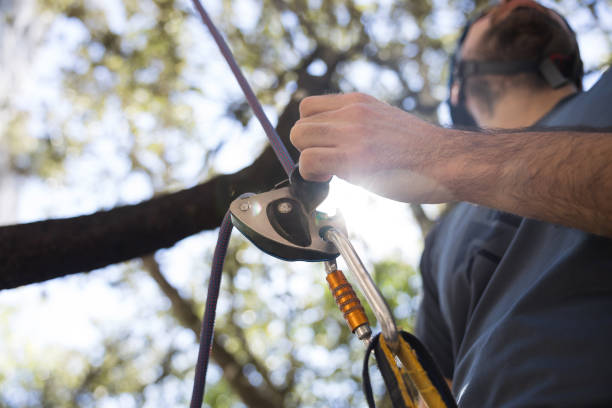 istock Climber using climbing fall protection and climbing rope. Close-up of a climber with grigri climbing retainer, rope and harness. 1770892646