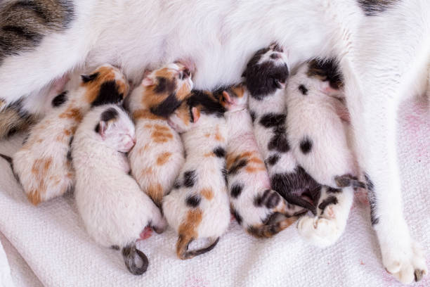 istock Mother cat and baby cat 1770893178