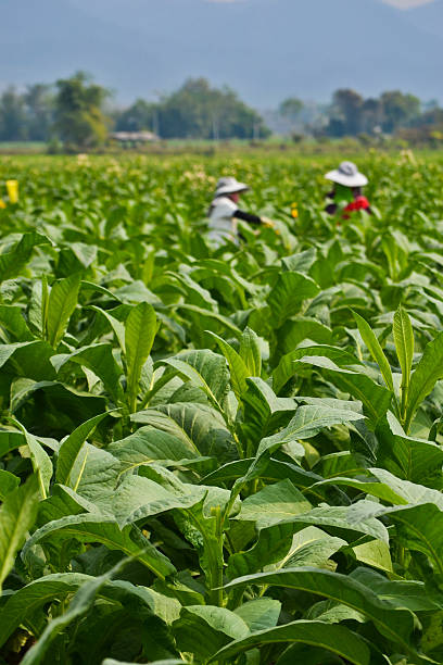 табак сад plant таиланда - tobaco стоковые фото и изображения