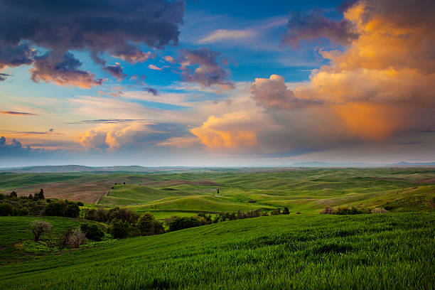 The Palouse The Palouse on a Summer Evening whitman county washington state stock pictures, royalty-free photos & images