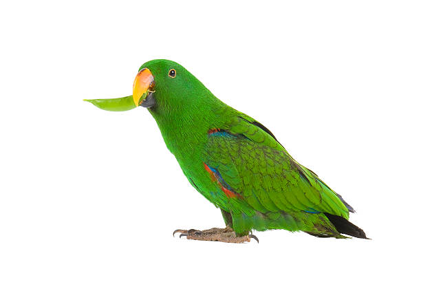 Eclectus Parrot, eating a pea pod, on white background "Eclectus Parrot, eating a pea pod, one year old on white background" eclectus parrot australia stock pictures, royalty-free photos & images