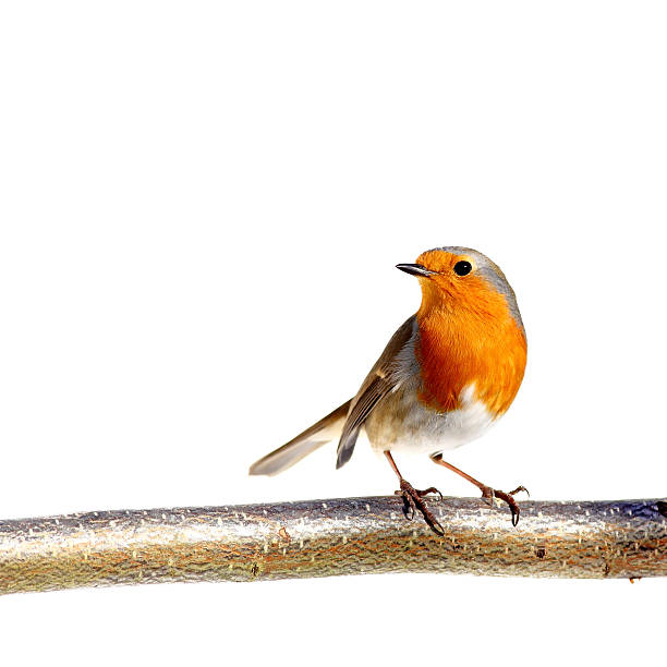 istock European robin perched on a tree branch 177089787