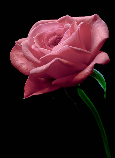 rose stock photo