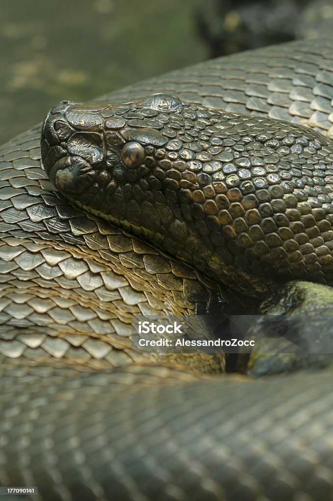 anaconda serpente - Foto stock royalty-free di Anaconda - Boa