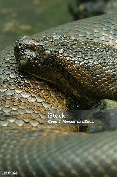 Anaconda Serpente - Fotografie stock e altre immagini di Anaconda - Boa - Anaconda - Boa, Animale, Composizione verticale