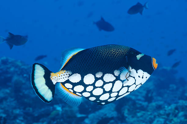 istock Clown Trigger Fish, Maldives, Indian ocean 177090185