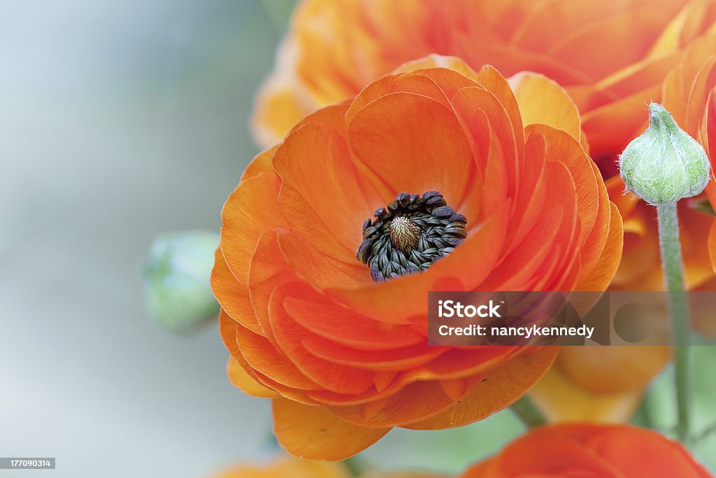 Ranunculus An orange ranunculus flower in full bloom. Flower Stock Photo