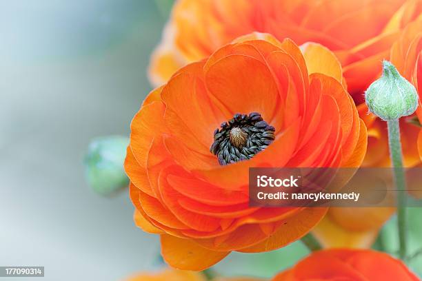 Ranunculus Stock Photo - Download Image Now - Flower, Flower Head, Fragility