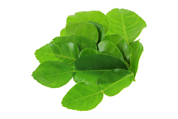istock Garden picked Kaffir lime leaves 177090573