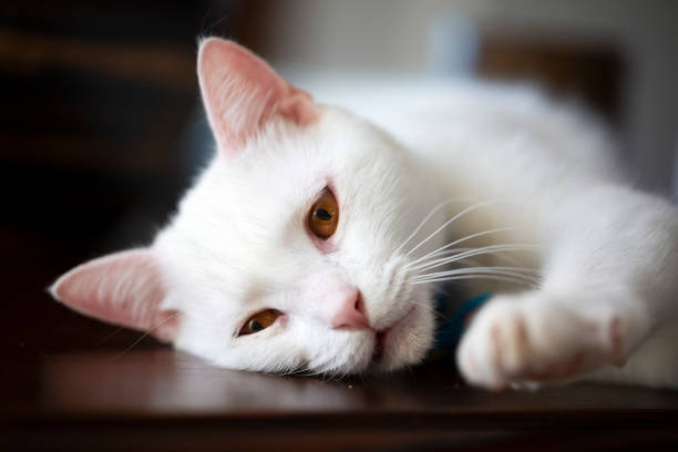 istock Pet animal; white british shorthair cat 1770906475