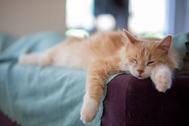 istock Pet animal; cute cat, yellow cat 1770906594