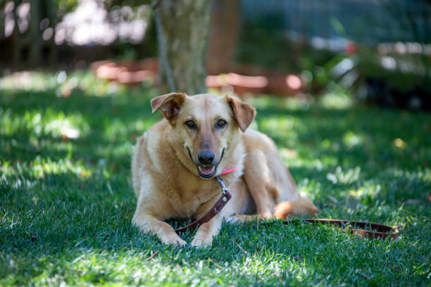 istock A cute dog is sitting in the garden. 1770908848