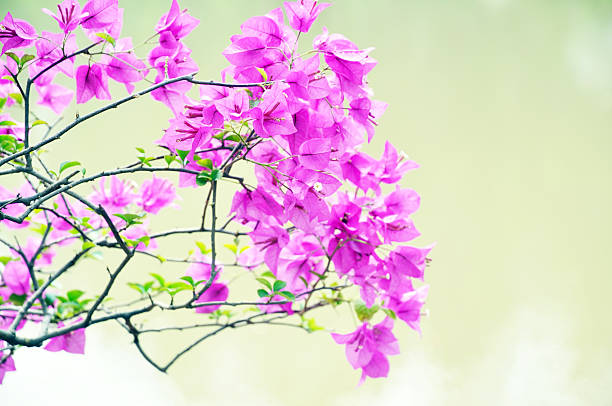 Flores e malva Buganvília - fotografia de stock