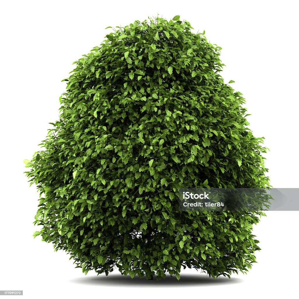 common holly bush isolado no fundo branco - Foto de stock de Arbusto royalty-free