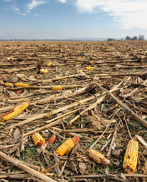 Harvested corn field A low angle shot of a harvested corn field. Wasted cobs of corn that have been partially eaten by wildlife are in the foreground. corn cob eaten stock pictures, royalty-free photos & images