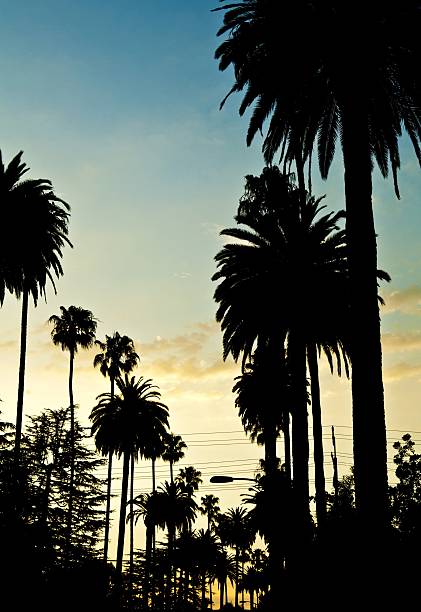 istock Palm tree silhouette with sunset in Beverly Hills, California. 177091437