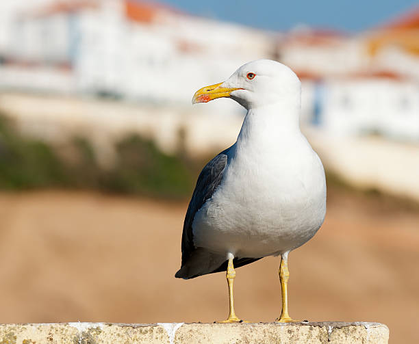 Sea Gull perched against nice background stock photo
