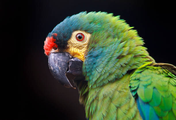 Blue-fronted Amazon parrot Close up of colorful bird against black background amazona aestiva stock pictures, royalty-free photos & images