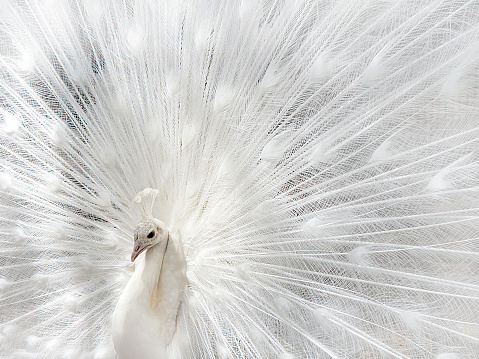 White Peacock with open tail