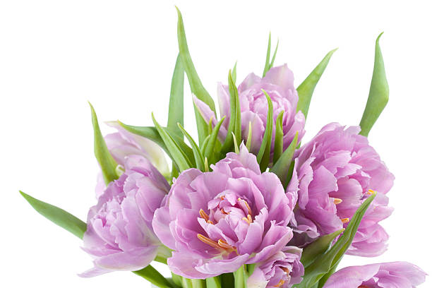 istock Pink tulips bouquet 177091751
