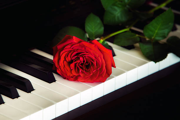 istock Red rose on the piano 177091809