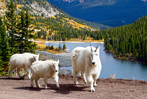 Mountain Goat and Kids (the baby goats) walking on the background of lake and mountains. Colorado