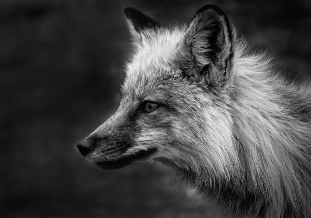 istock Portrait of Fox 1770918240