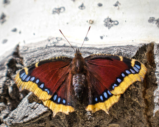 Nymphalis antiopa BUTTERFLY MOURNING CLOAK