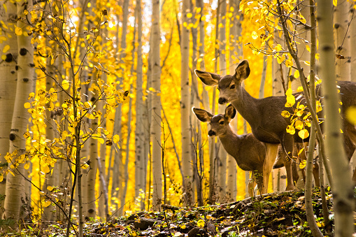 Deer in Autumn Forest posing for photo