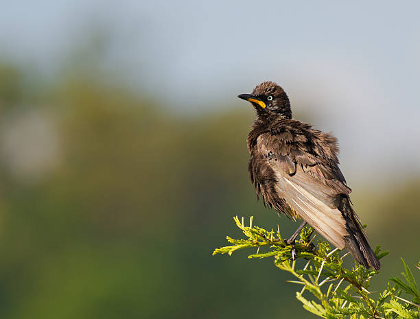 African pied starling stock photo