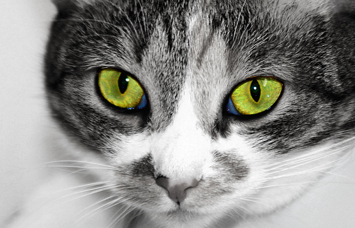 Close up portrait of cat with green eyes looking at you