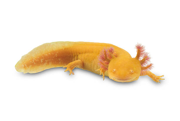 axolotl, ambystoma mexicanum, sur fond blanc - animals and pets isolated objects sea life photos et images de collection