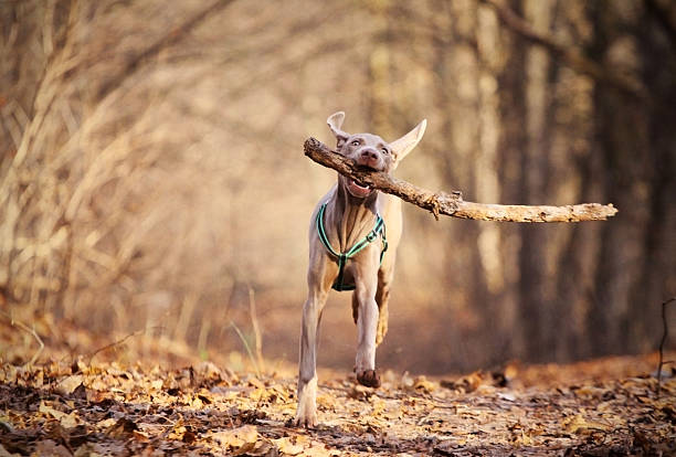 hund spielen - pointer stick stock-fotos und bilder