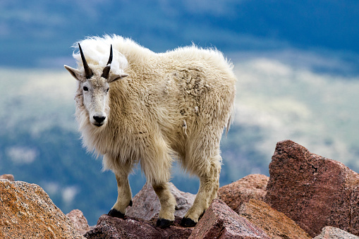 Mountain goats on top of Mt. Evans, over 14,000 feet elevation. Colorado