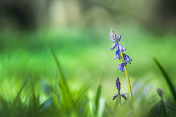 istock Bluebells close up, selective focus with blurred background. 1770924790