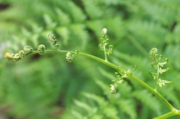 Delicato rotoli di foglie di felce verde - foto stock