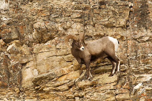 Bighorn ram on rocky ledge Yellowstone Park stock photo