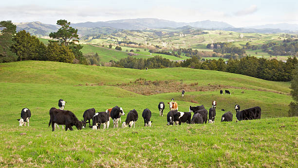 istock New Zealand Cows 177092965