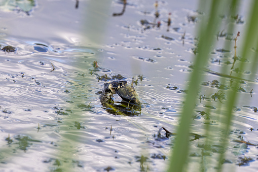 Beautiful grass snake (Natrix natrix) swimming in a pond with a small carp in its mouth.