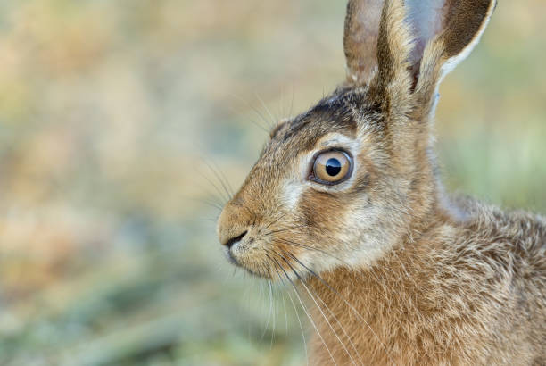 istock Portrait of a brown hare (Lepus europaeus) 1770930816