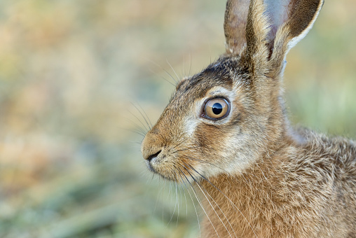 Close shot of a brown hare (Lepus europaeus)