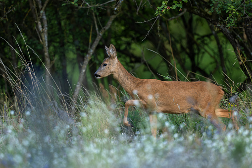 Young roe deer standing in the summer forest