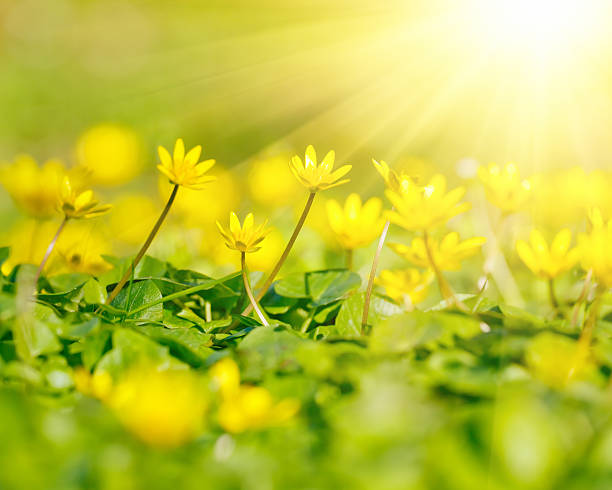 istock Close up of yellow flowers 177093096