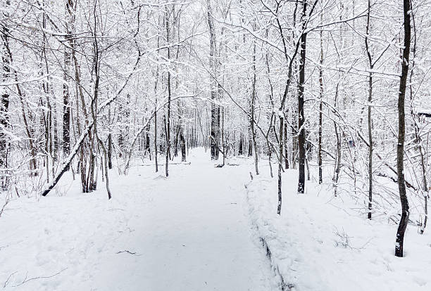 Winter stock photo